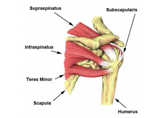 Supraspinatus muscle tear physio brunswick