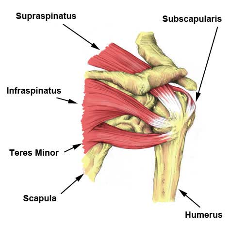 Supraspinatus muscle tear physio brunswick